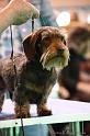 Crufts2011_2 1519